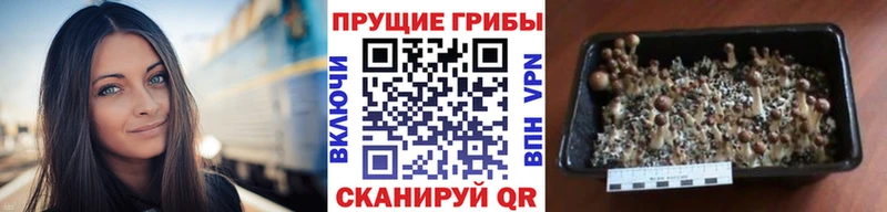 Псилоцибиновые грибы Psilocybine cubensis  сколько стоит  это телеграм  Владимир 